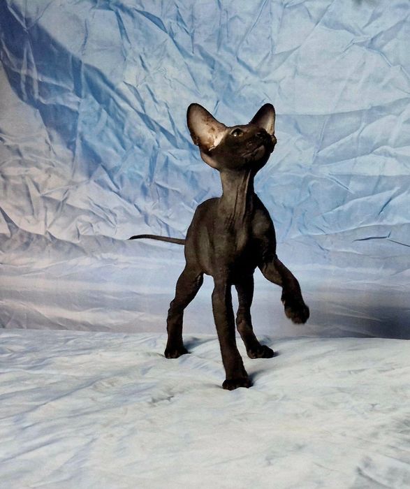 Peterbald kociak