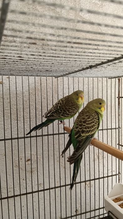 Blackfaces e doubleblacks