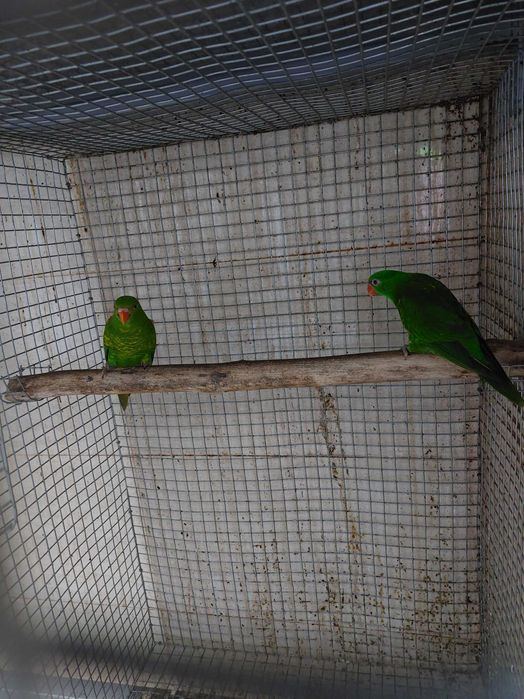 Cede-se vários Loris