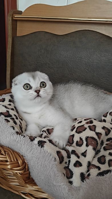 Девочка и мальчик серебристые шиншиллы