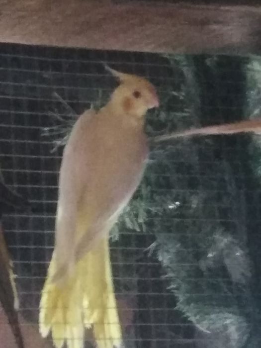 Papuga Nimfa samce samice