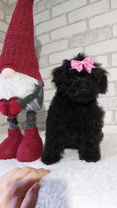 Дівчата Пудель чорні