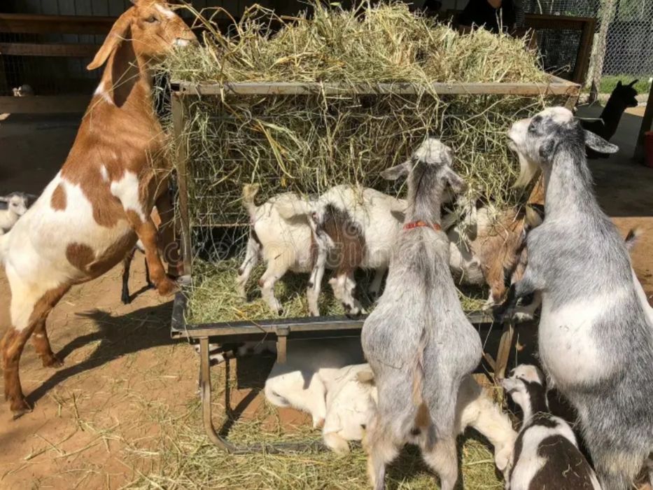 СЕНО для лошадей крс коз овец в тюках мешках дикорастущее сіно.