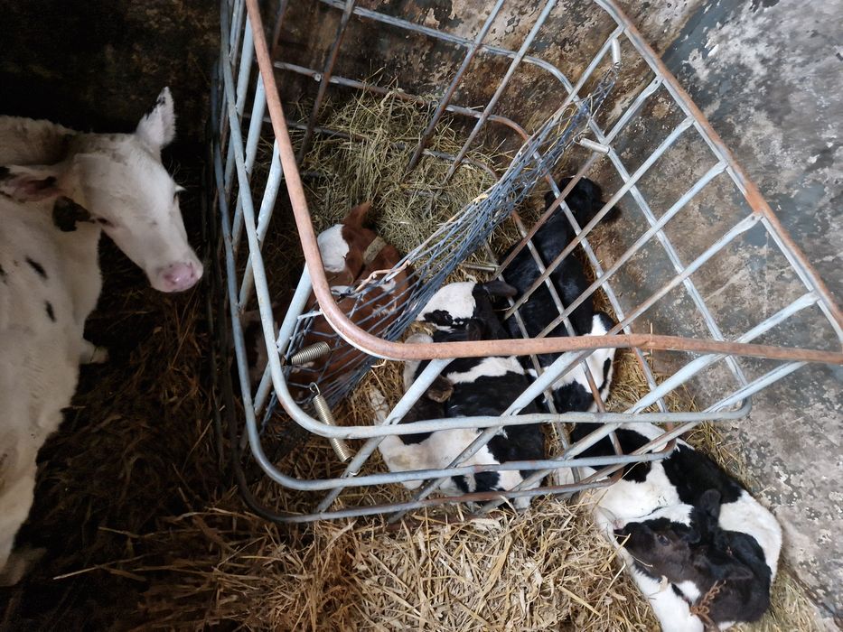 Byczki I jałoszki od rolnika