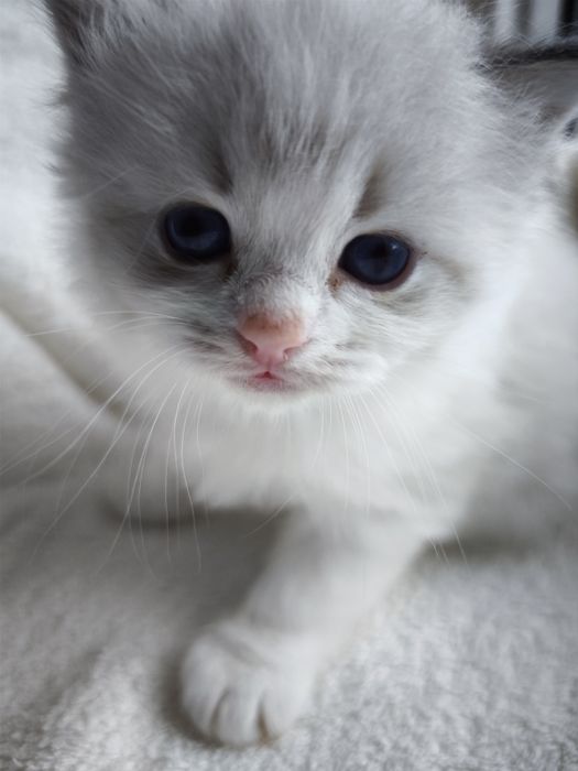Kocurek Ragdoll z rodowodem do rezerwacji