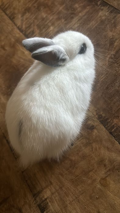 Coelhos anões bebes