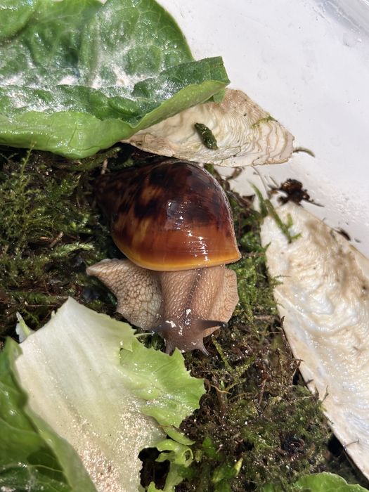 Achatina achatina Tiger giant African snail Nominal