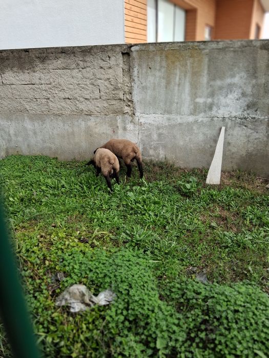 Borrego Sulfolk Cruzado