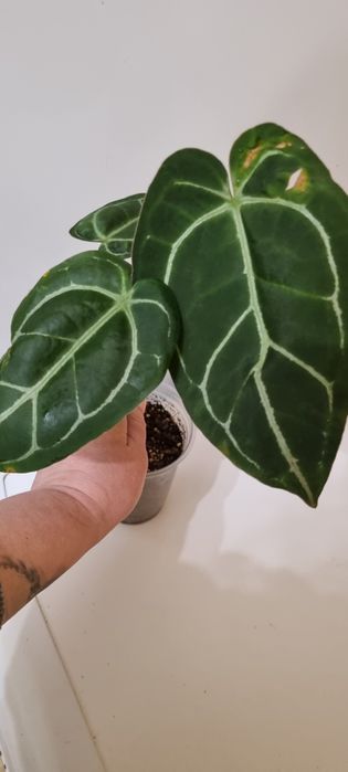 Продам детку антуриума