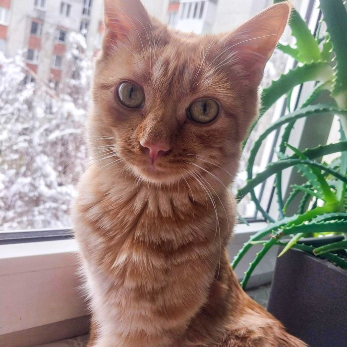 Котик шукає доброго господаря