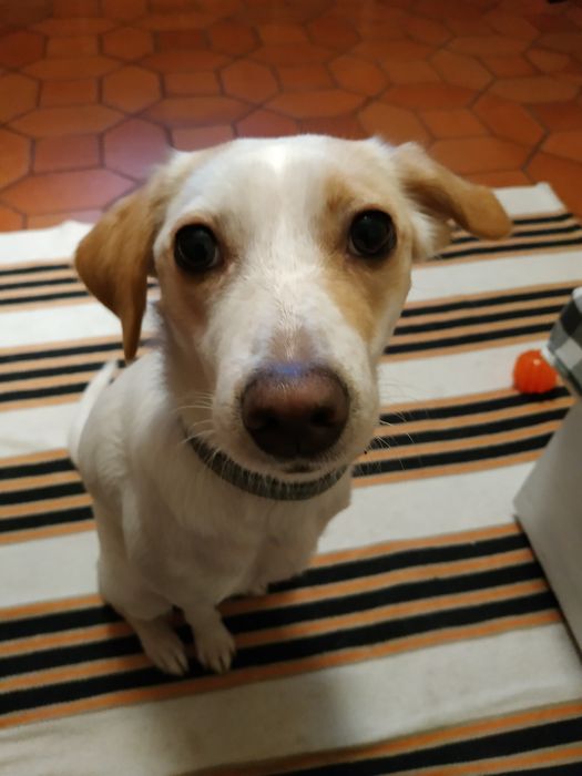 Cadelinha para adoção