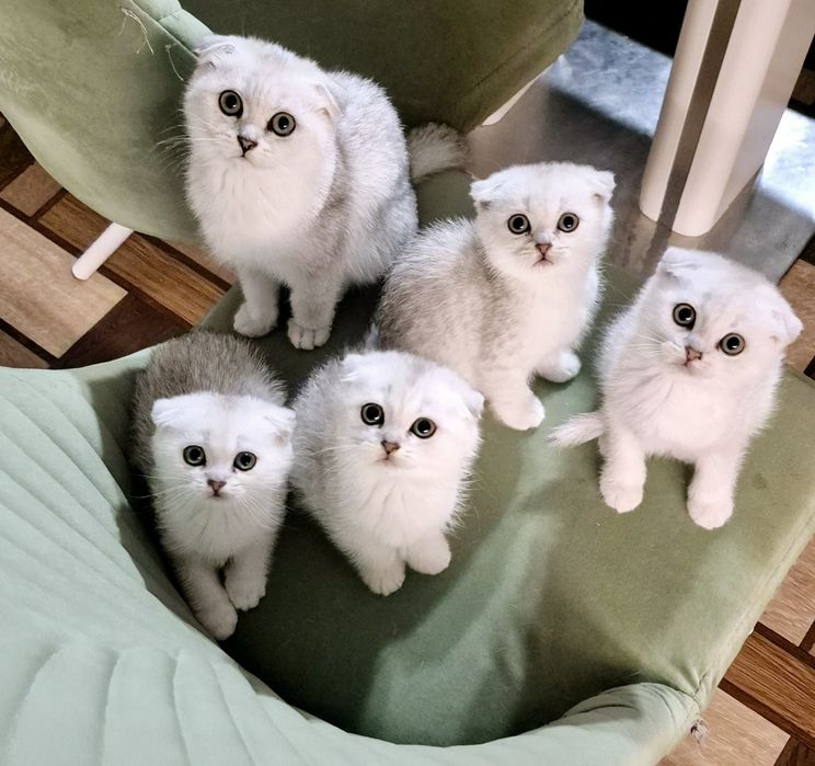 Шотландські кошенята шотландский котёнок шиншилла шиншила