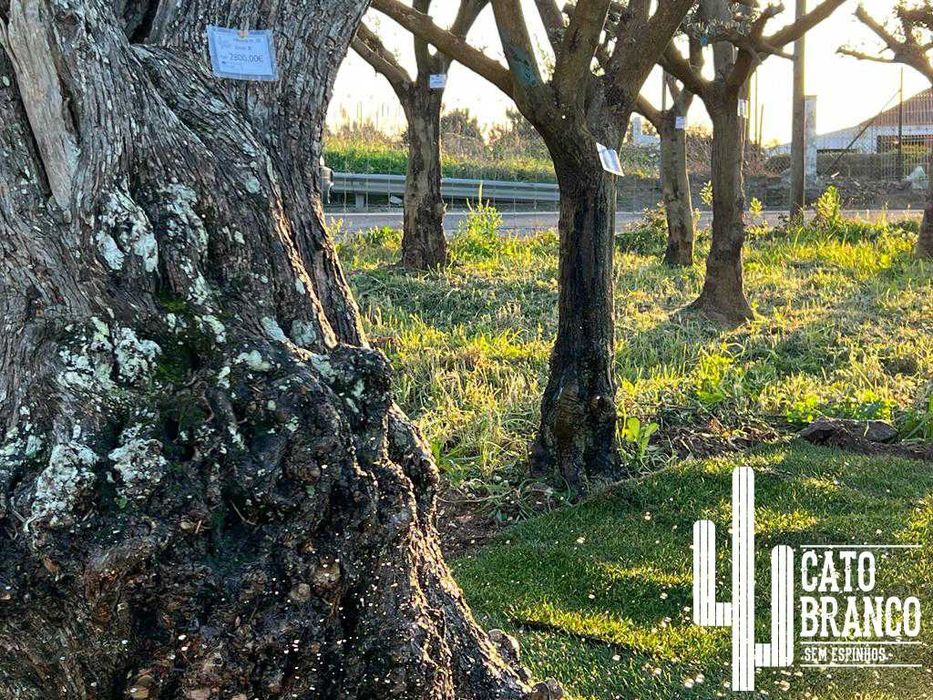 Oliveiras do Alentejo