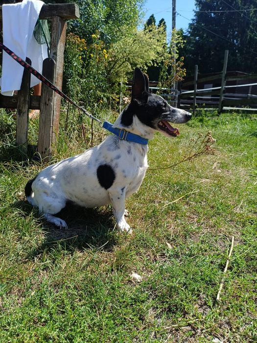 Mały i młody pies szuka domu. Adoptuj Tolka