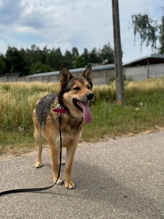Energiczny psiak Gringo szuka domu