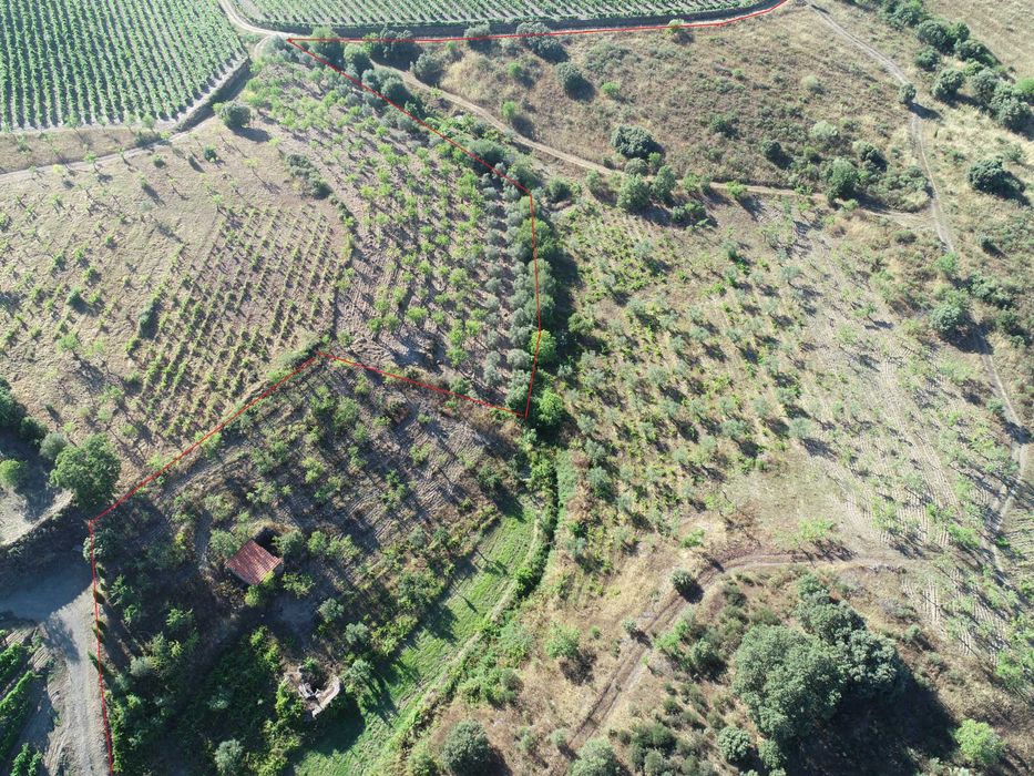 Terreno com 32 hect. com excelente potencial para a produção de vinho.