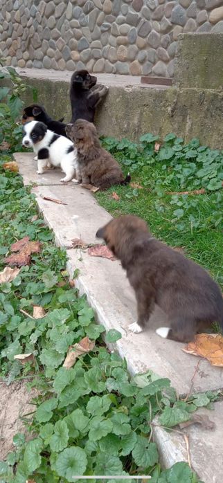 Цуцики німецької Овчарки безкоштовно