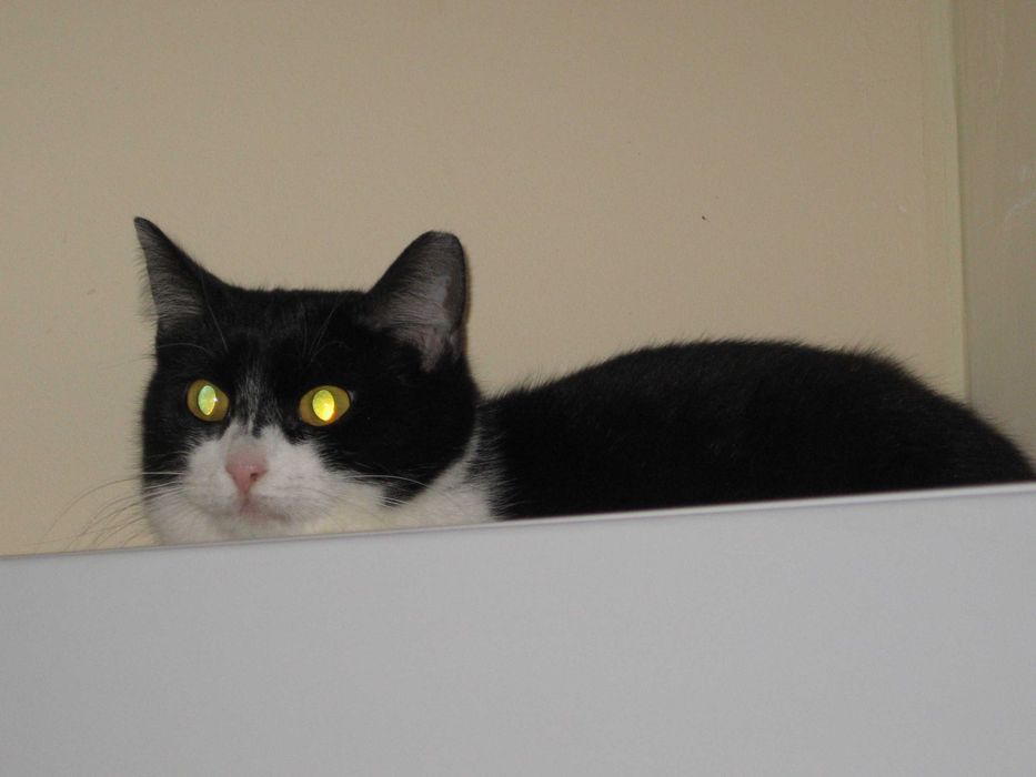 Kotka do pilnej adopcji