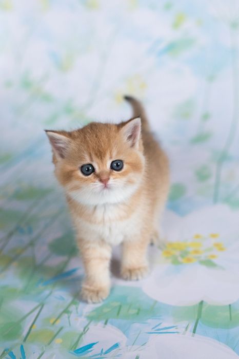 Котята британская золотая шиншилла.