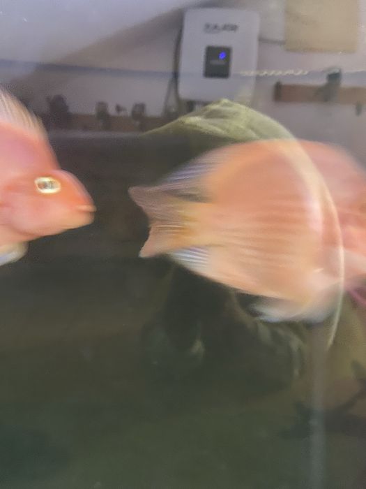 2  peixes papagaio 15cm+\-
