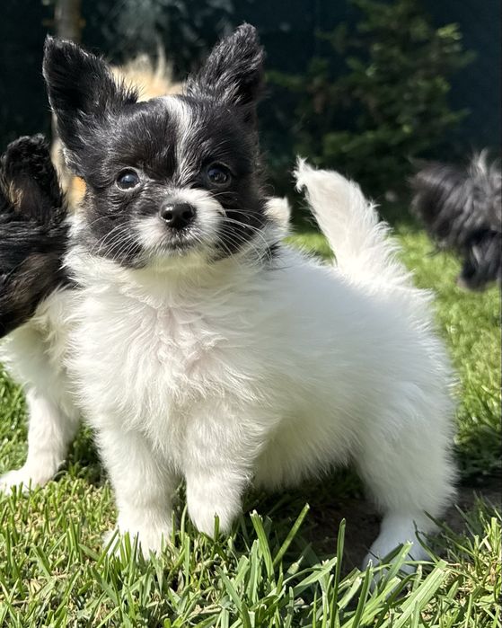 Papillon spaniel miniaturowy pies ZKwP FCI