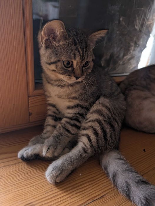 Шотландске кошеня 3 місяця