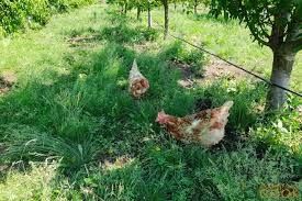 Малин! Кури! Продам! Доставка безкоштовна!