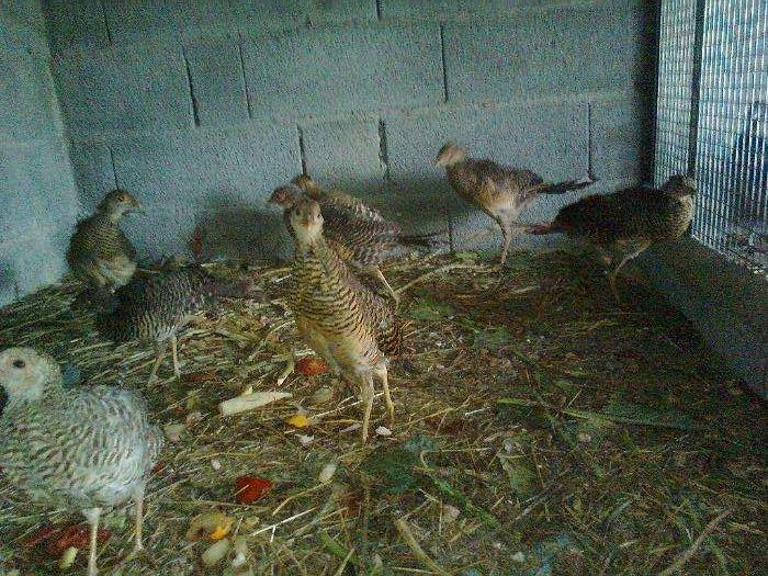 Faisões  2025 muito bonitos