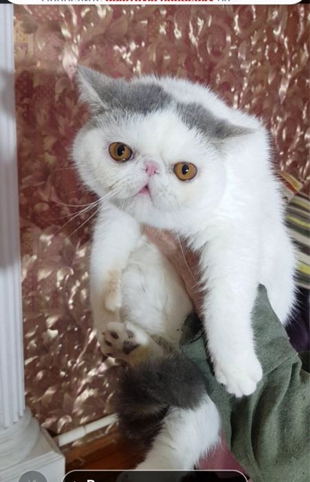 Экзот короткошерстный,  котик, экзотический котенок, экзот, котята