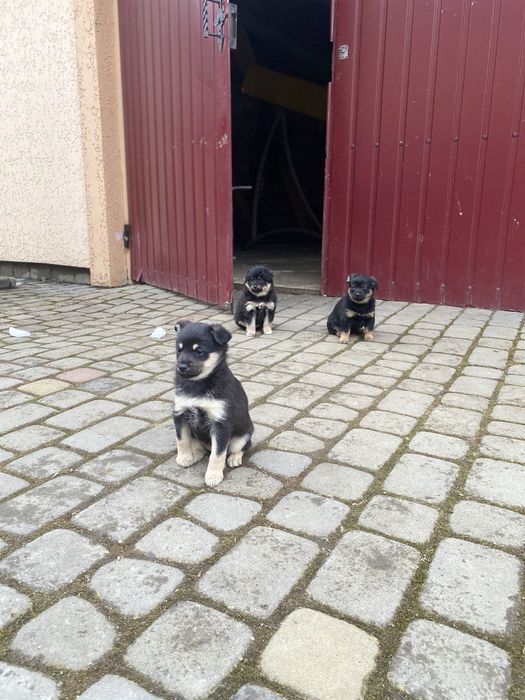 Віддам цуценят в добрі руки!