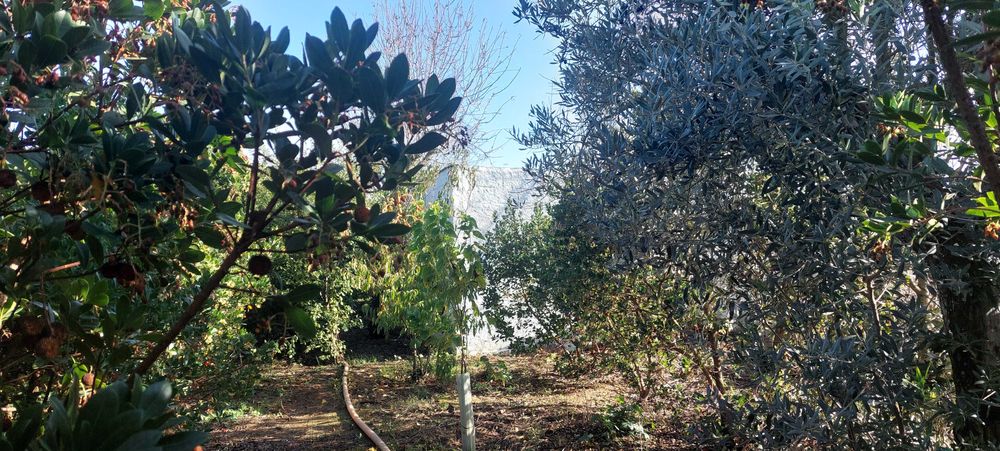 Horta com diversas árvores de fruto, armazéns e poço de água