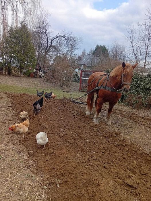 Sprzedam klacz,wiek 20 lat