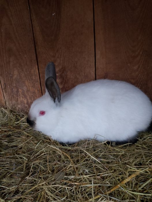 Sprzedam królika kc samica z młodymi