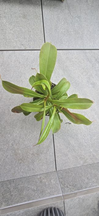 Roślina Dzbanecznik monkey jars