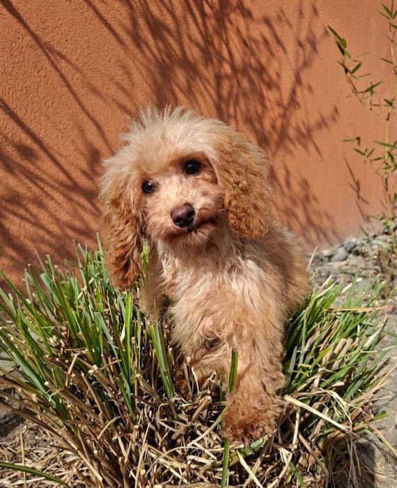 Pudel- Havapoo hybryda