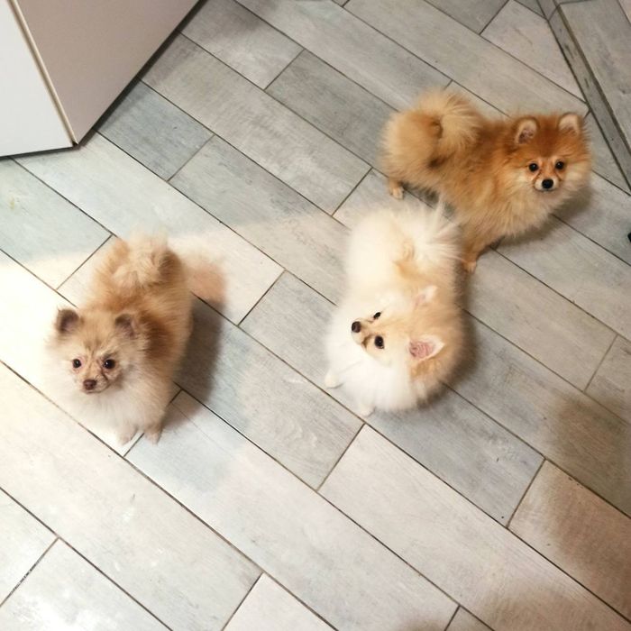 Померанський малюк