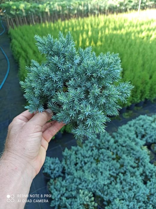 Туя,самшит- доступна ціна-є опт