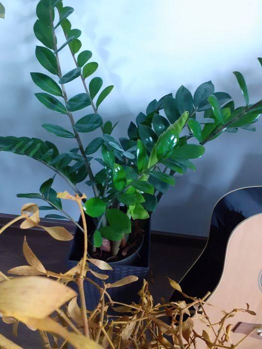 Kwiatek, ziamiokulas