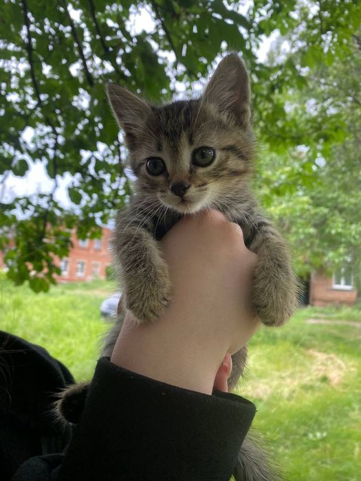 Отдаи_ кошки_ котята_ камыш
