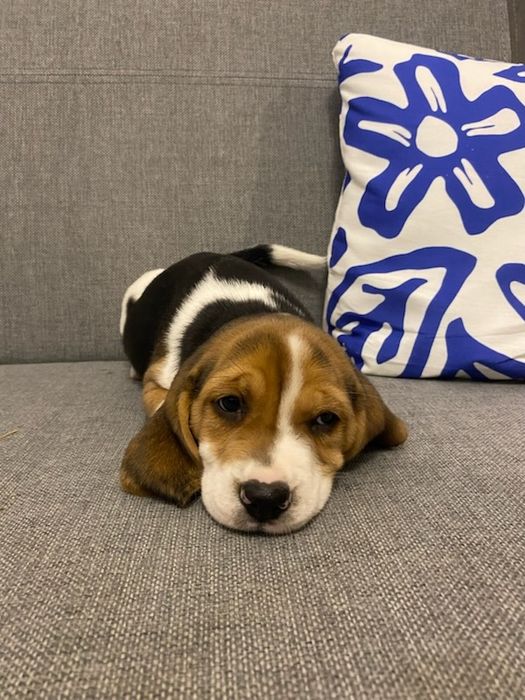 Beagle szczeniak trikolor aktualne