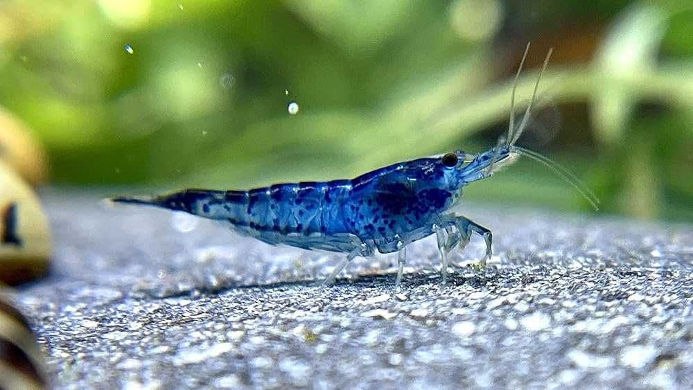 Krewetki Blue Velvet