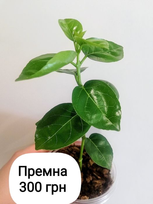 Премна Premna  Индонезия бонсай