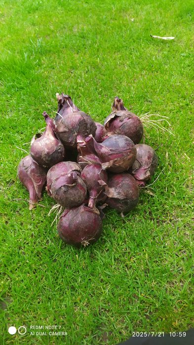 Cebula czerwona ekologiczna