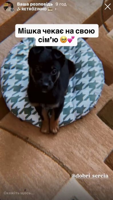 песика у добрі руки хлопчик Міша безкоштовно