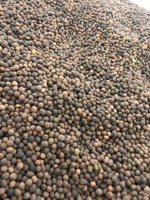 sprzedam wykę jarą i zimową