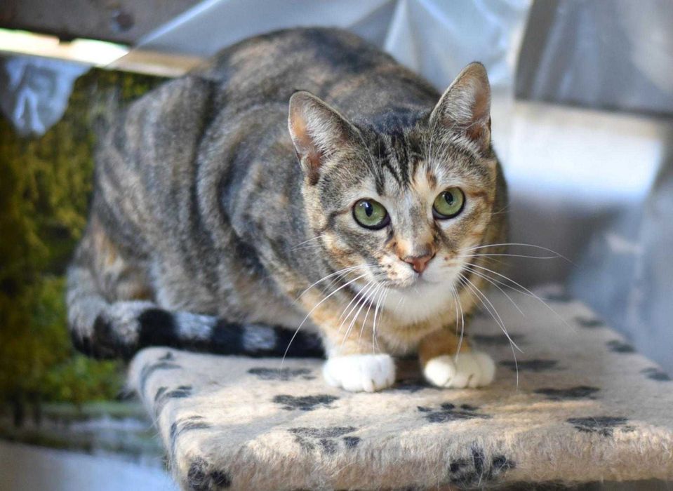 Ну сколько ждать кошечке ?