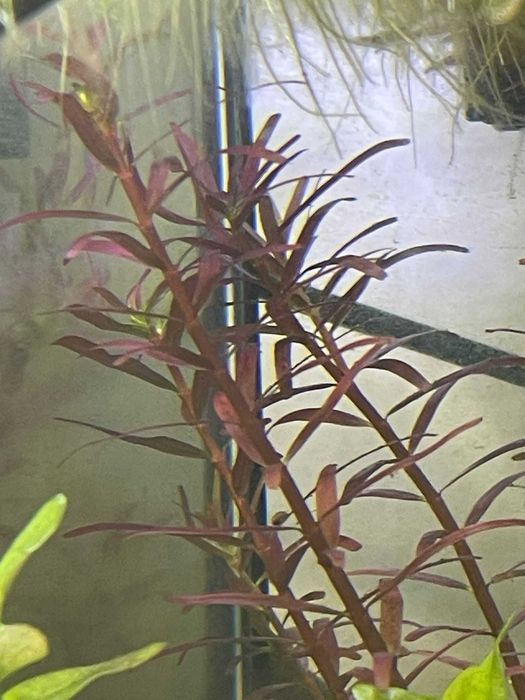 Rotala Blood Red Singapore – Planta de aquário (vermelha)