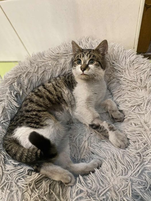 Mały kocurek szuka domu