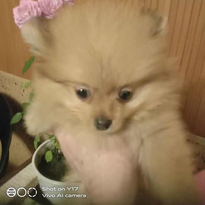 Хлопчик Померанський шпіц