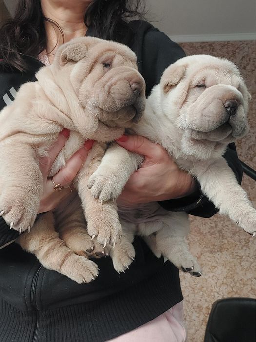 Щенки шарпея редких окрасов.